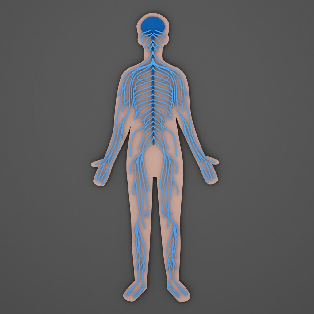 nerves, nerve, nervous, human, anatomy, body