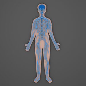 nerves, nerve, nervous, human, anatomy, body