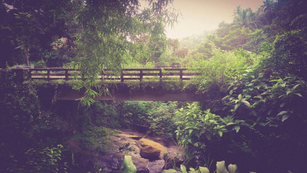 Scenic bridge in lush green jungle near Palakkad, India. Perfect for travel and nature themes.
