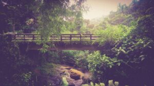 Scenic bridge in lush green jungle near Palakkad, India. Perfect for travel and nature themes.