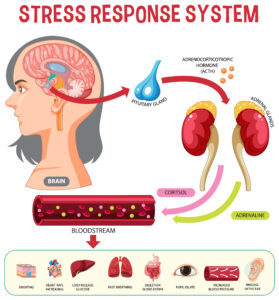 stressresponsechartux6r arwl 221215